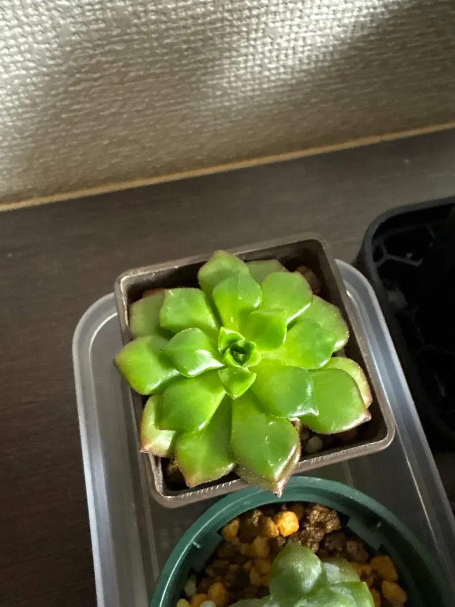 おまけでもらった多肉植物の品種が分からないので教えて頂きた