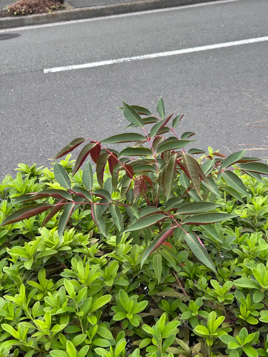 先日道端で見た木なのですが、名前がわかる方教えて下さい。葉