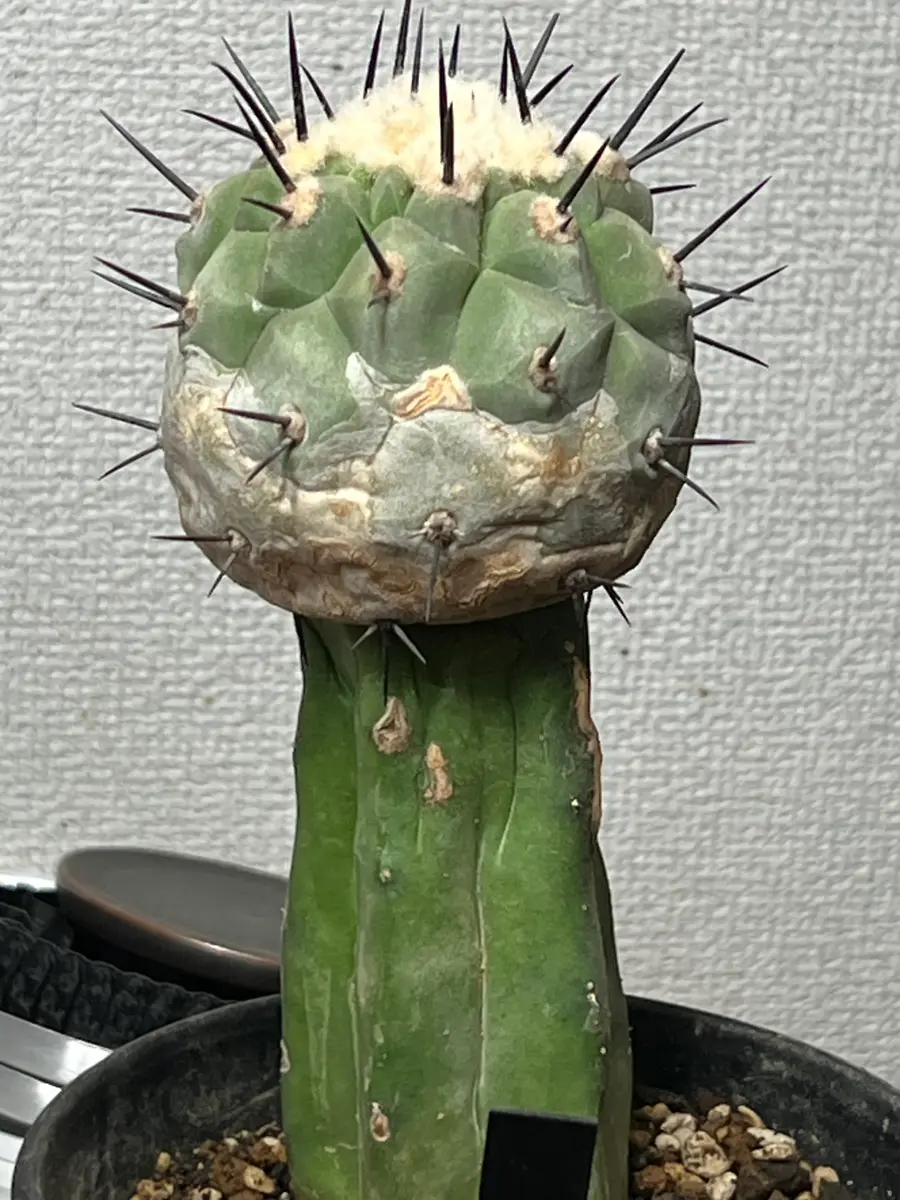 竜神木に継いである黒王丸なのですが、竜神木が柔らかくなって