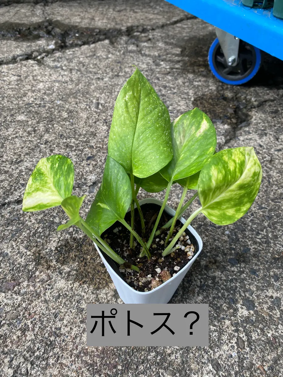こちらの観葉植物の名前を教えていただきたいです画像に書いて