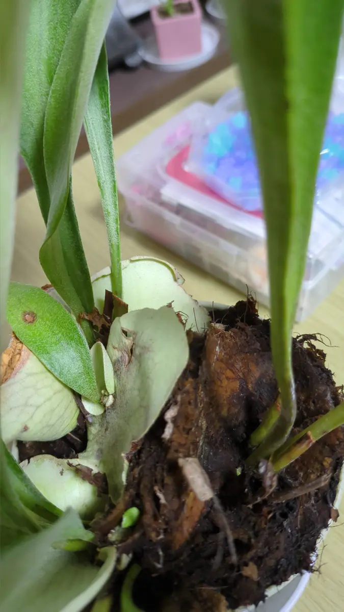 はじめて質問させていただきます。ビカクシダを1週間くらい｜園芸