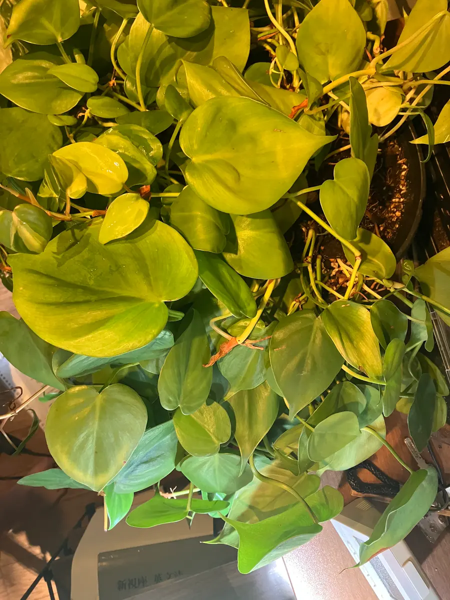 現在、フィロデンドロン（品種名は忘れた）を育てています。園