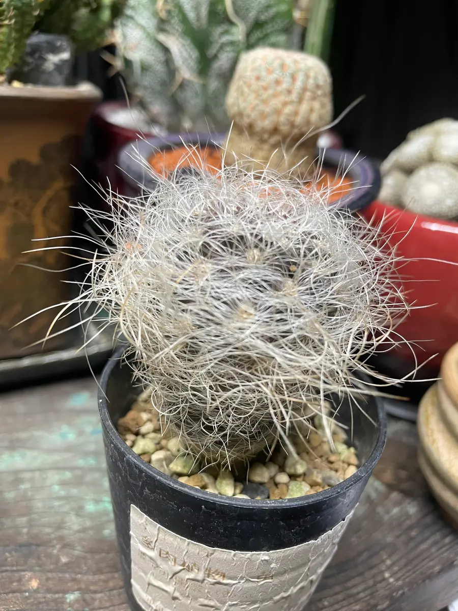 このサボテンの種類(名前)を教えてください。最近園芸店で購｜園芸