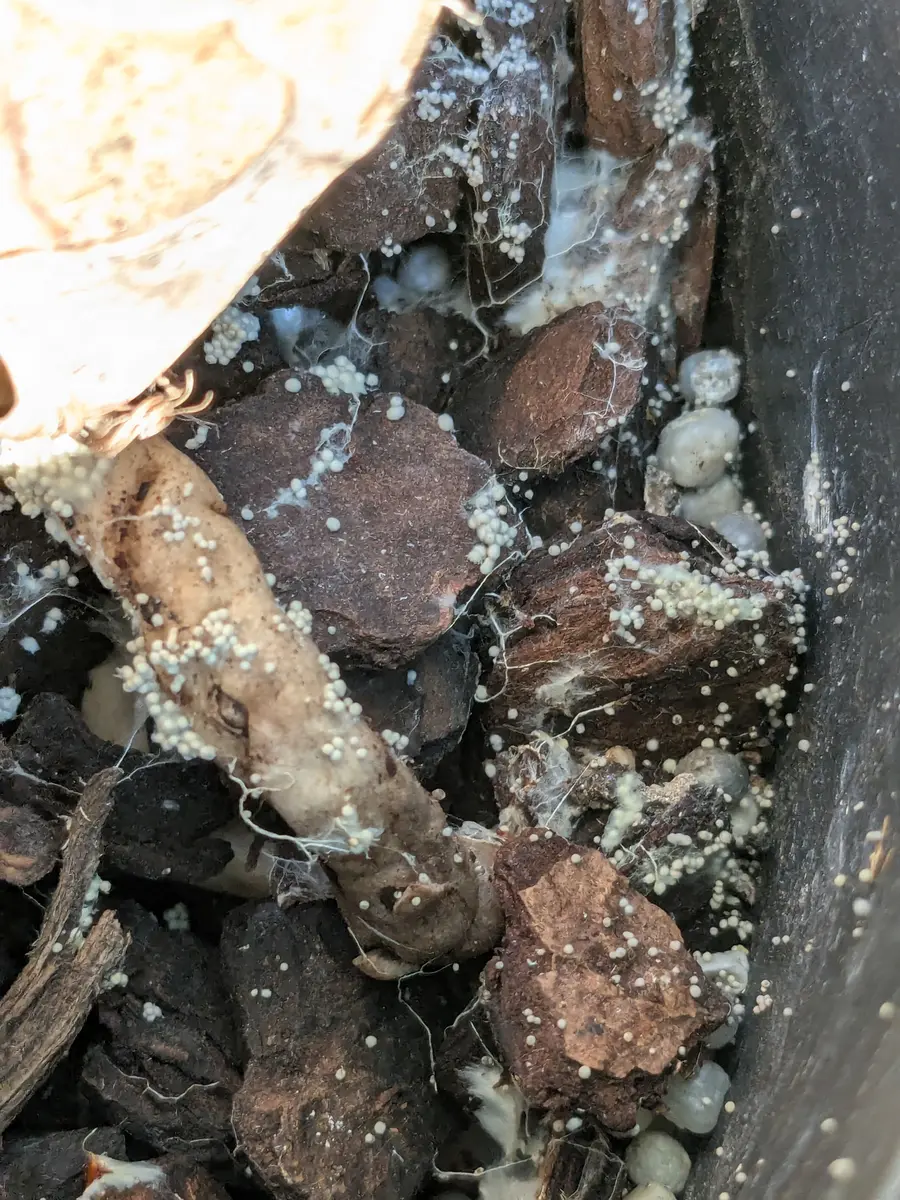 洋らんの根やコンポストに何かの卵のような白い粒が付くことが