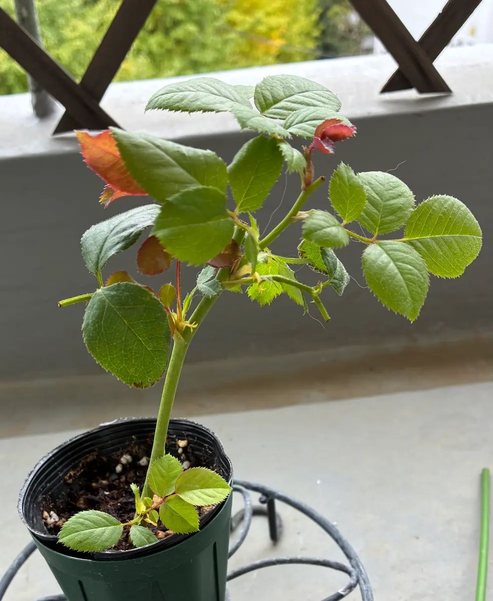 ご確認用バラ苗 バラ挿し木苗 エセル③ バラ挿し木苗 バラ苗木 ご