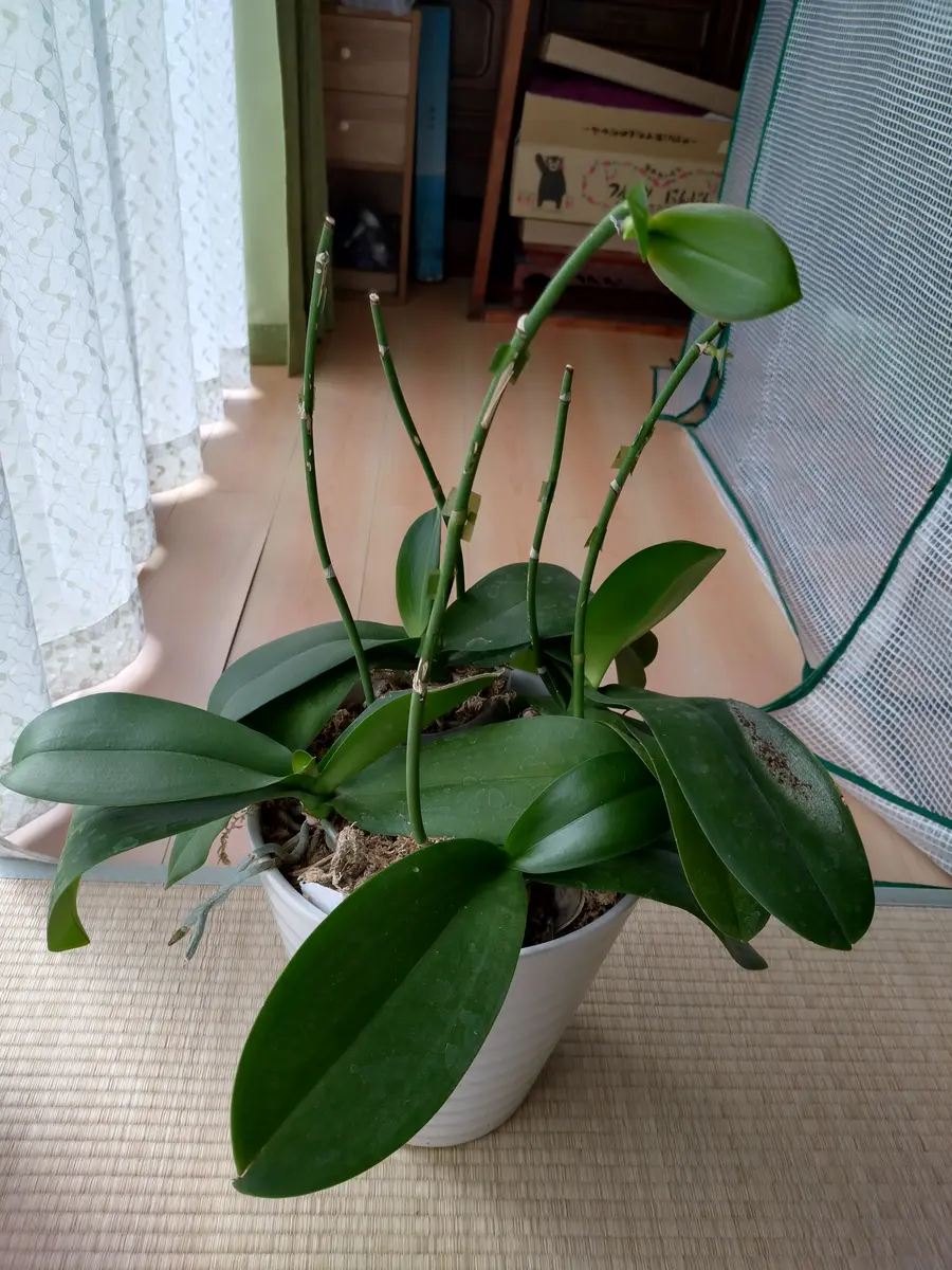 5月31日に届いた胡蝶蘭ですが植替えせずにいます。今はビニール