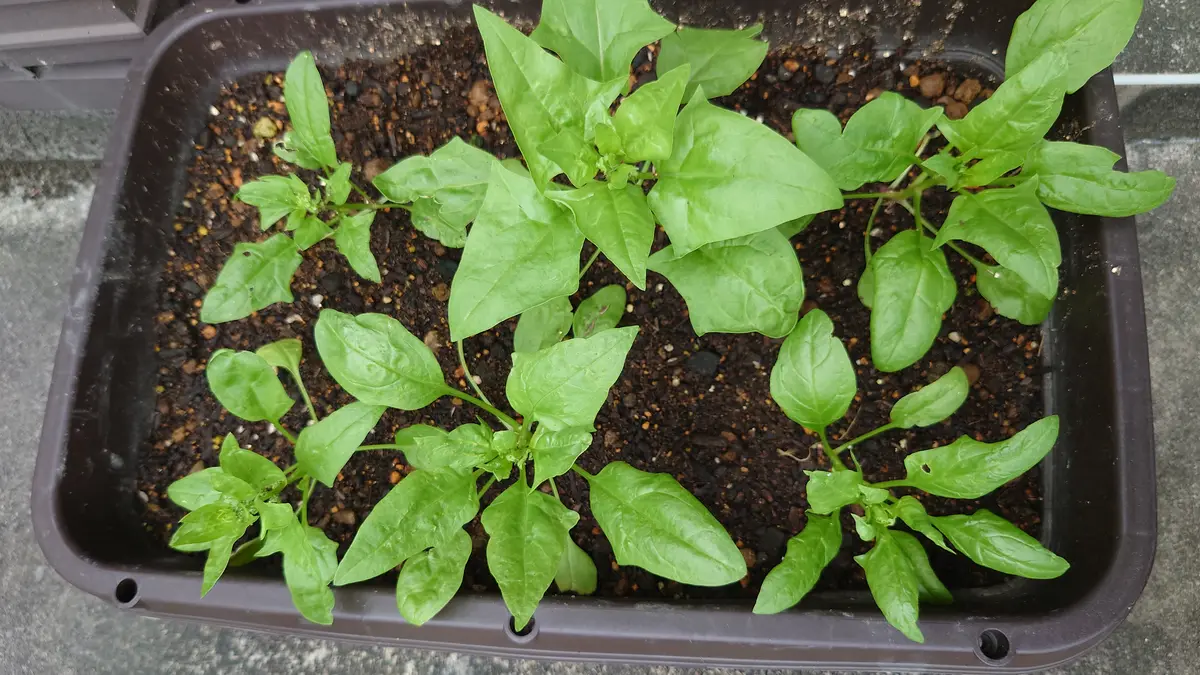 初めてプランターでほうれん草を育ててみたんですが、なんか茎