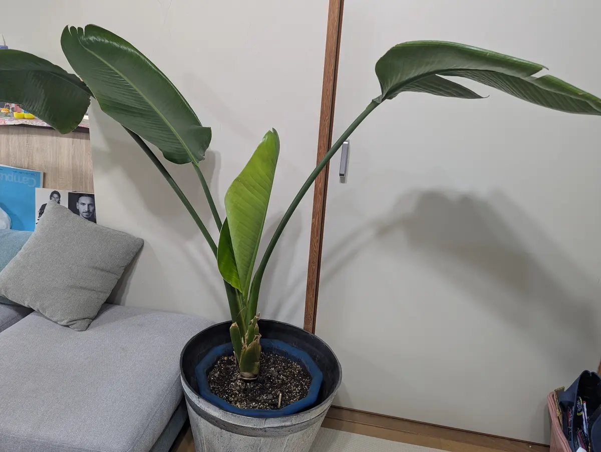 3年前に購入したオーガスタです。引っ越しに伴い環境が変わった 