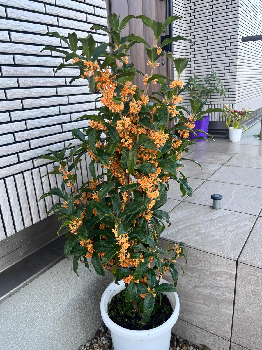 植木鉢で育てている金木犀です。10月の初旬から中旬ごろにかけ