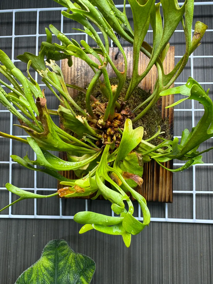 ビカクシダ 不明（親株） ビカクシダのポット苗（品種不明）を半年ほど前に買いました