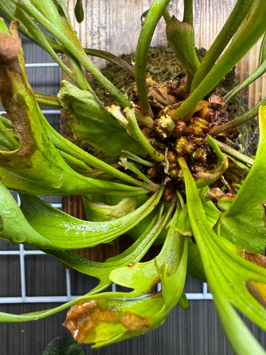 ビカクシダのポット苗（品種不明）を半年ほど前に買いました