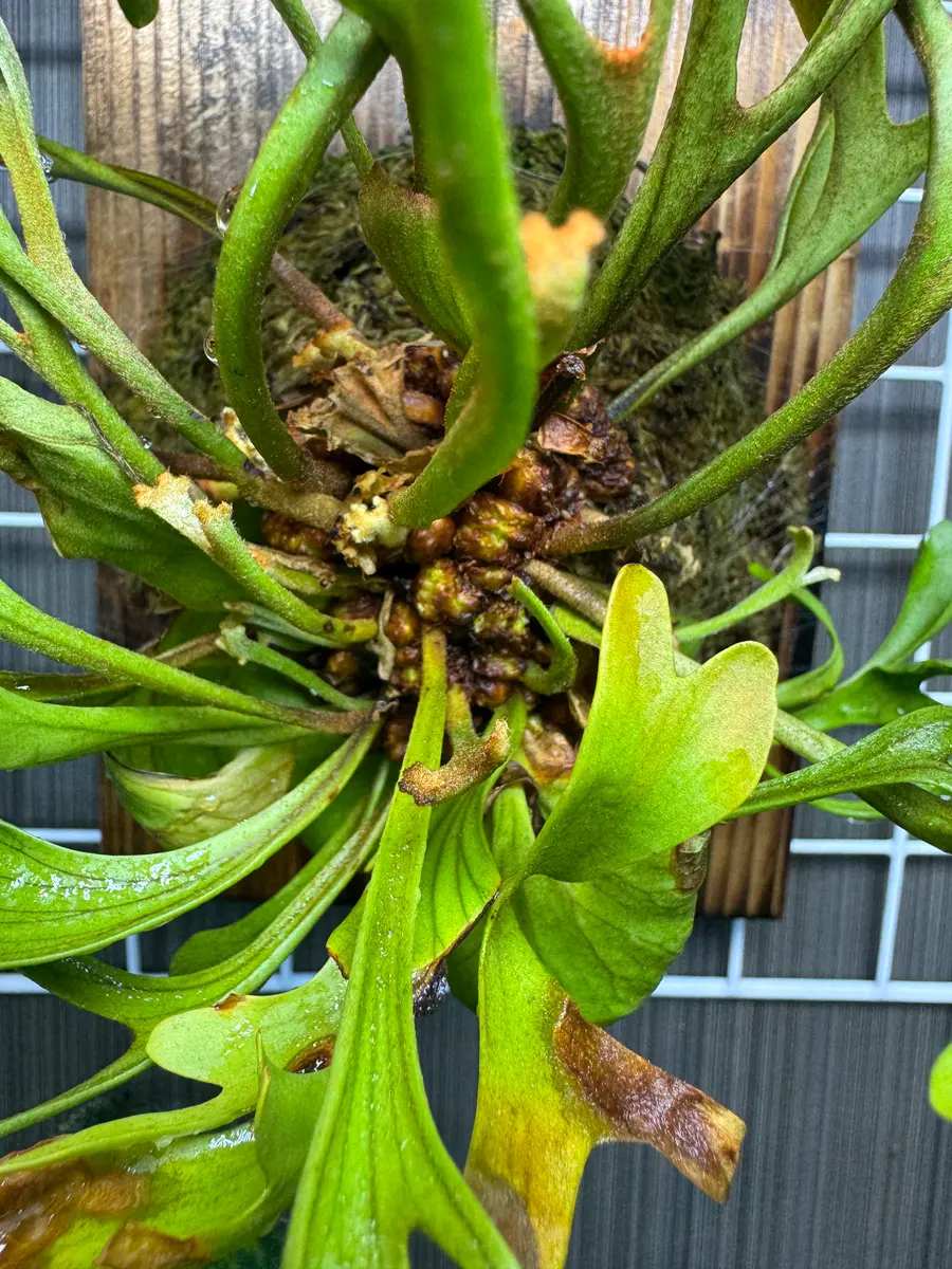 ビカクシダのポット苗（品種不明）を半年ほど前に買いました