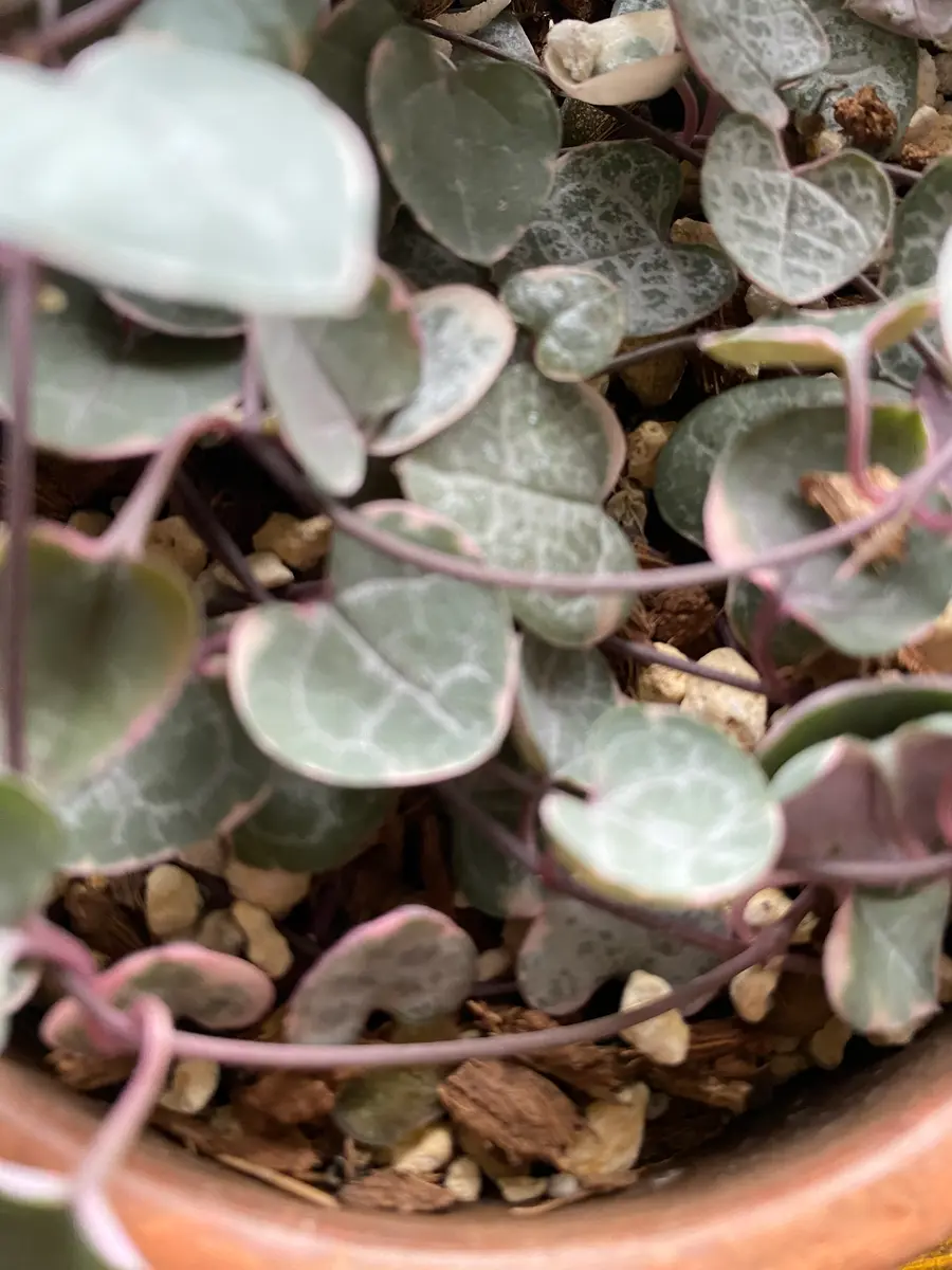 屋外の鉢で育てている多肉植物の土の中にとても苦手なマルカメ