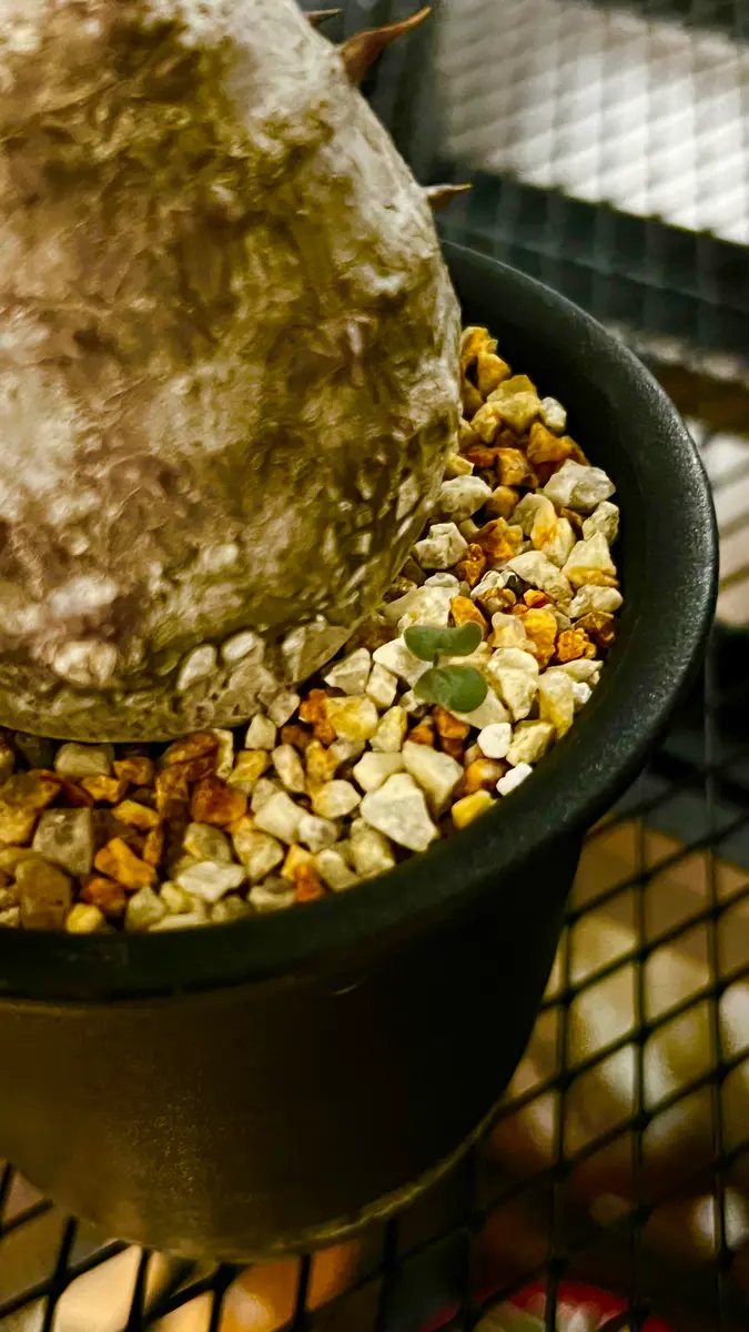 新着パキポデュウム品種不明株 新着パキポデュウム品種不明株