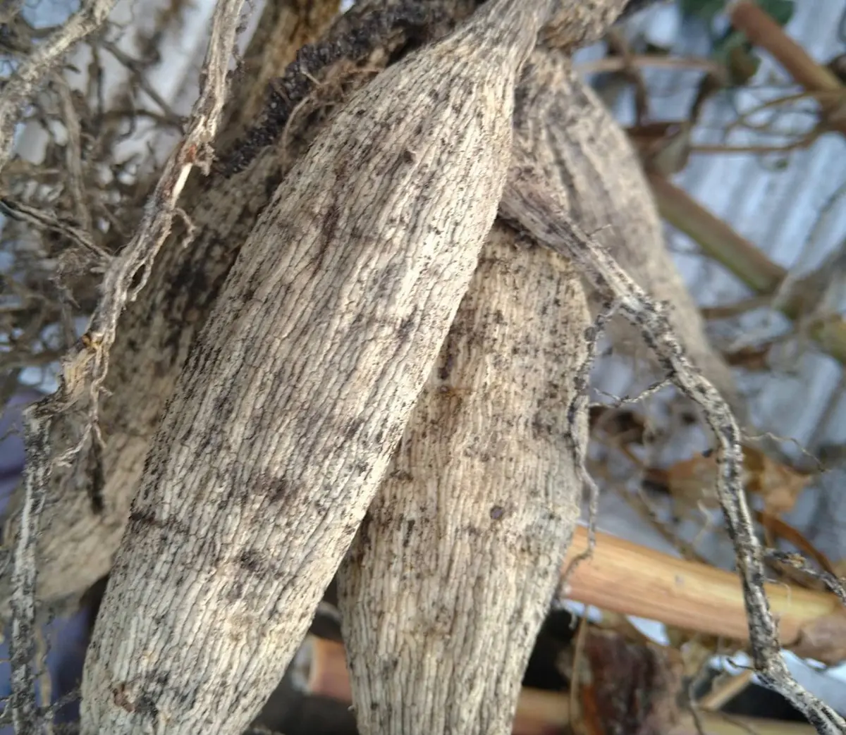 ダリアが好きで沢山育てています。でも球根の保存が苦手で毎年