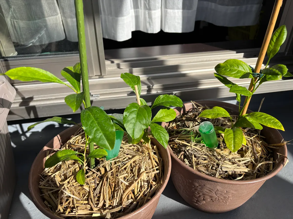 いつもの…なんとなく種を植えたら芽が出て情が移ってしまい困｜園芸