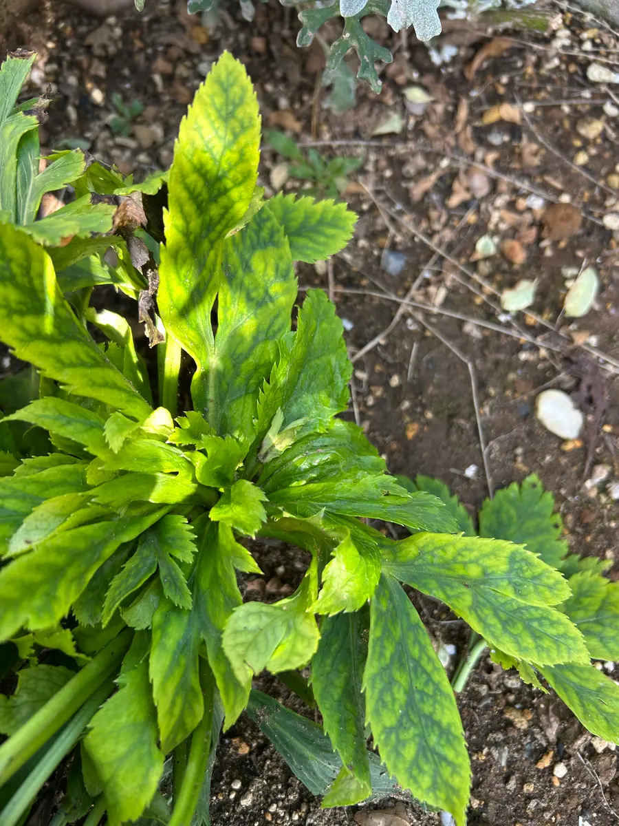 クリスマスローズを一昨年地植えにしました。去年は花が咲きま｜