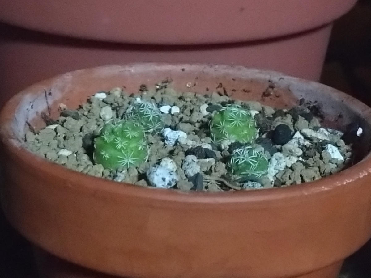 銀手毬の子株を植えたのですが根っこが出るまで水やりは控えた 