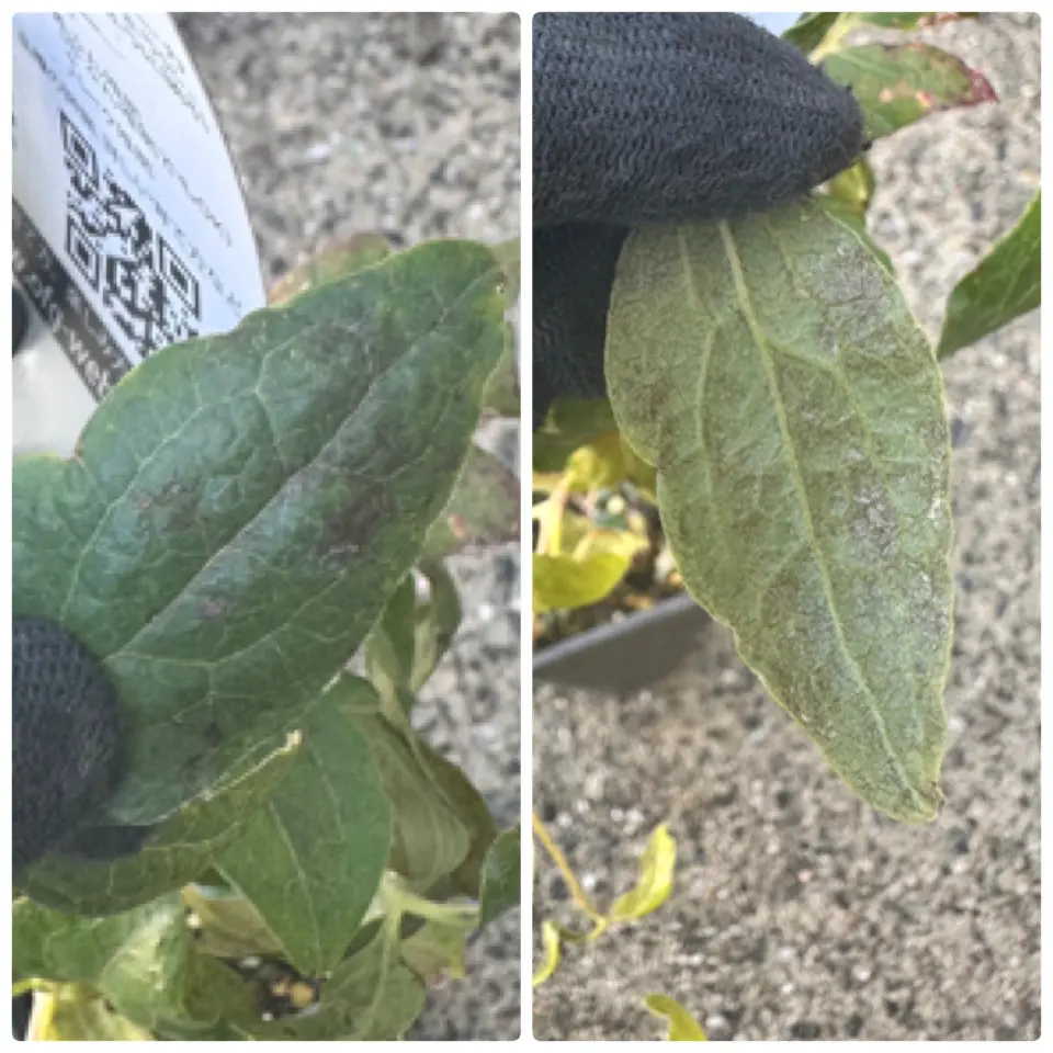 葉っぱに関して質問を2つお願いします。一昨日植えたカンパニ｜園芸