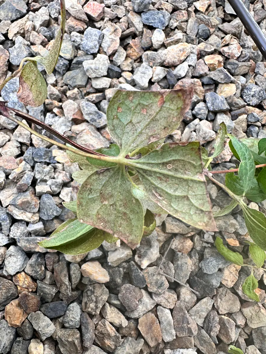 葉っぱに関して質問を2つお願いします。一昨日植えたカンパニ｜園芸