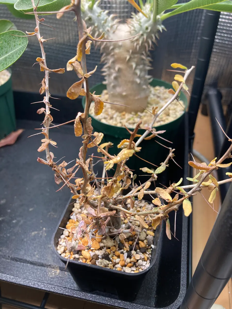 実生3〜4年のフォークイエリアコルムリナス観峰玉です。今年や