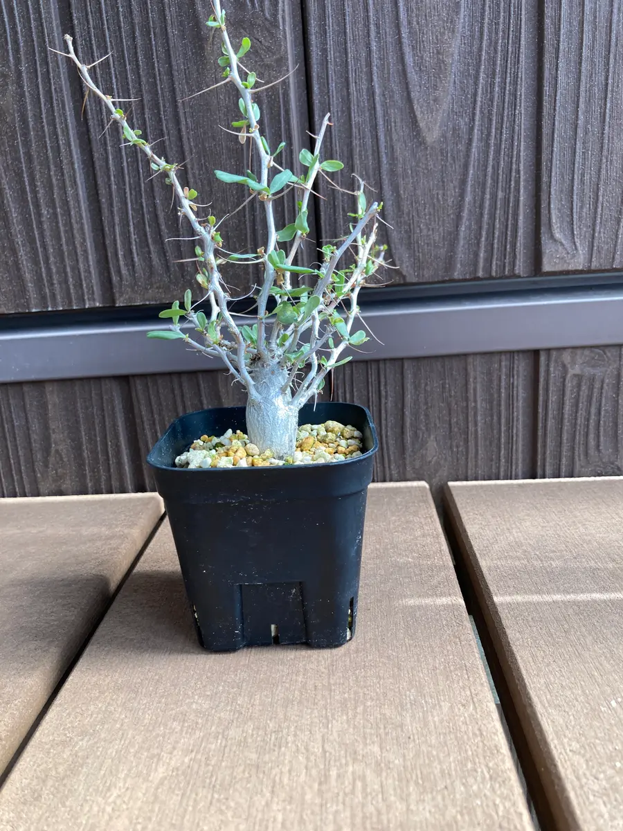 実生3〜4年のフォークイエリアコルムリナス観峰玉です。今年や