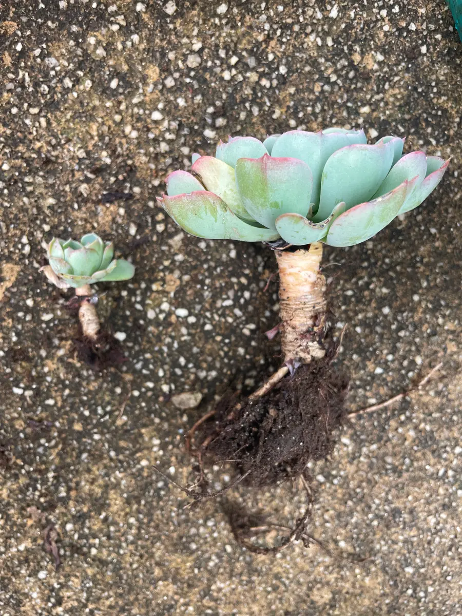 多肉 植物 植え 替え