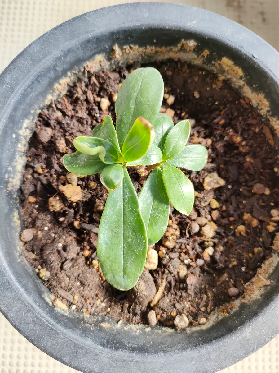 こんにちは。昨年4月頃に挿し芽した沈丁花の成長具合について｜園芸