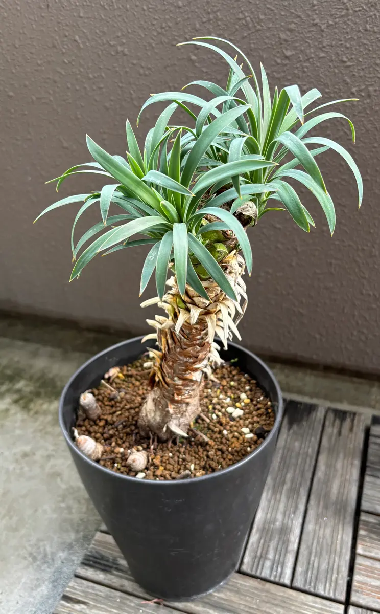 ベランダで育て、伸びすぎたユッカデスメティアーナを切り、切