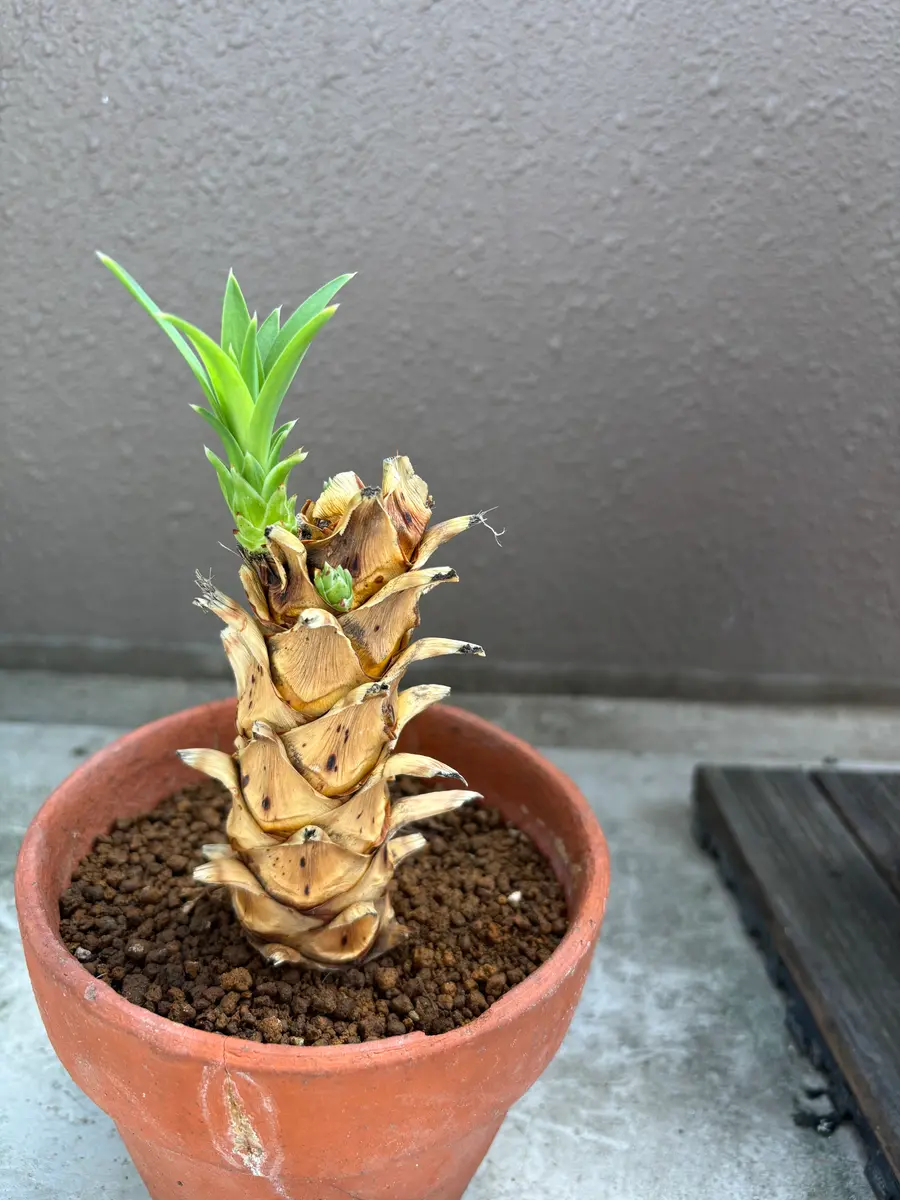 ベランダで育て、伸びすぎたユッカデスメティアーナを切り、切