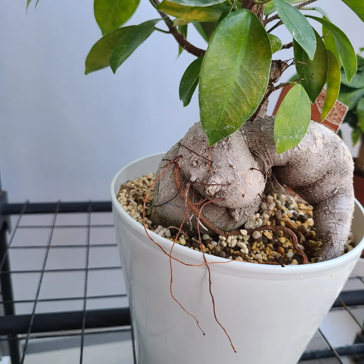ガジュマルの幹から根が出てきました このままで良いでしょう｜園芸