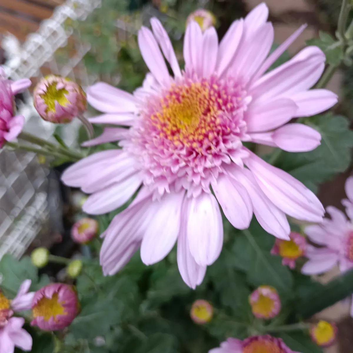 お世話に成ります庭に植えてあり毎年咲いて呉れる中輪の菊です...｜園芸相談Q＆A｜みんなの趣味の園芸