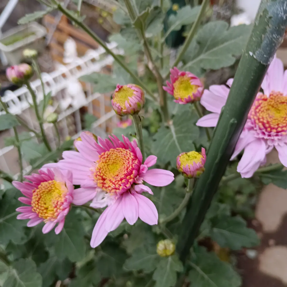 お世話に成ります庭に植えてあり毎年咲いて呉れる中輪の菊です