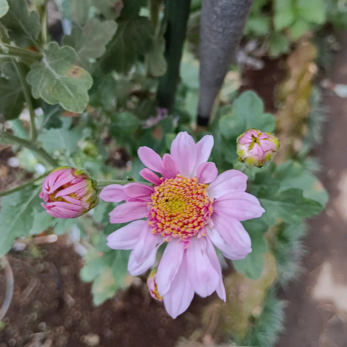 お世話に成ります庭に植えてあり毎年咲いて呉れる中輪の菊です