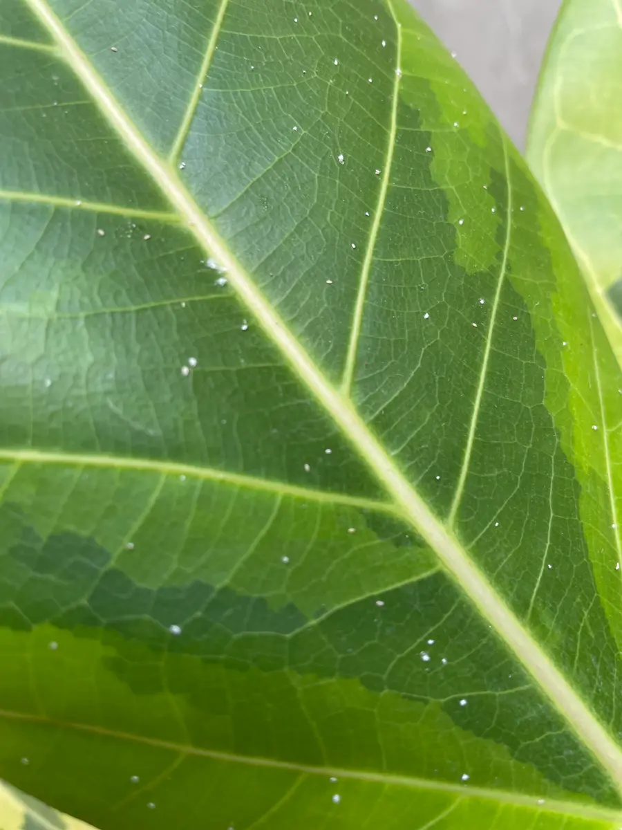 観葉植物初心者🔰です。今年9月に購入した『フィカス アルテ｜園芸