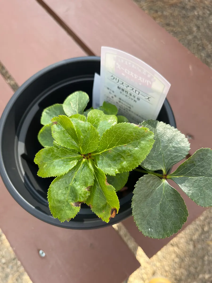 クリスマスローズの苗 3年から育ったもの クリスマスローズの苗を購入