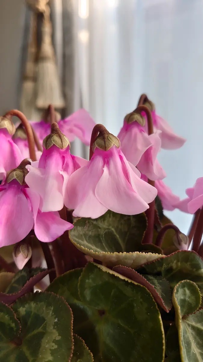 値下げ品でシクラメンを買いました。品種は何でしょうか？イ｜園芸