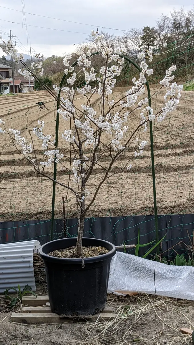 2018年に暖地桜桃の苗木をホームセンターで購入し、鉢で育てて