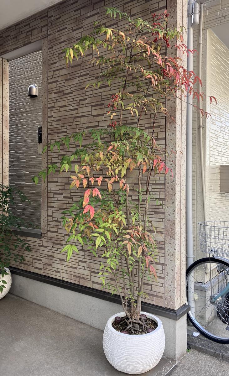 南天の植え替えで悩んでおります写真の赤南天ですが葉っぱが...｜園芸 