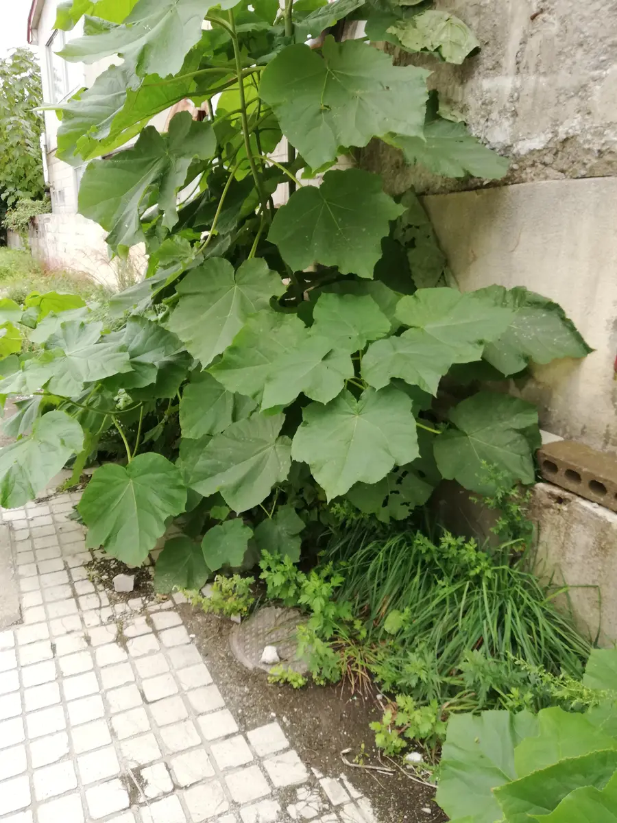 とても大きな葉っぱです。30センチ以上です。名前をご存じの方 