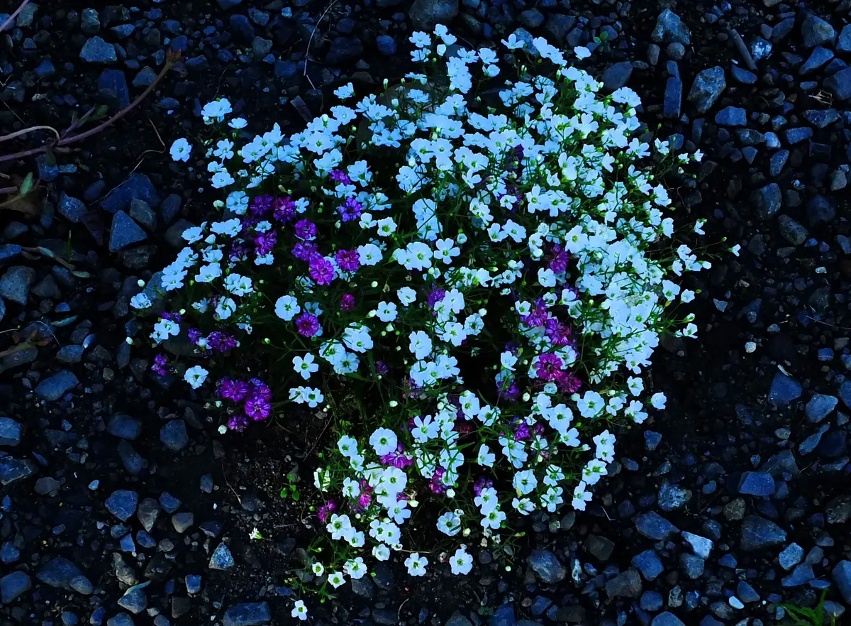  Turnberry淡い格子に英国の小花がそっと咲くꕤ︎︎プレート Wedgwood Turnberry淡い格子に英国の小花がそっと咲くꕤ︎︎プレート