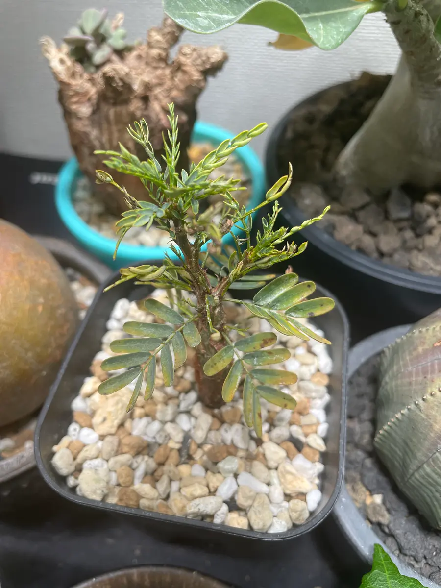 実 2年目 センナ メリディオナリス＿実 株174 抜き苗 園芸ネット