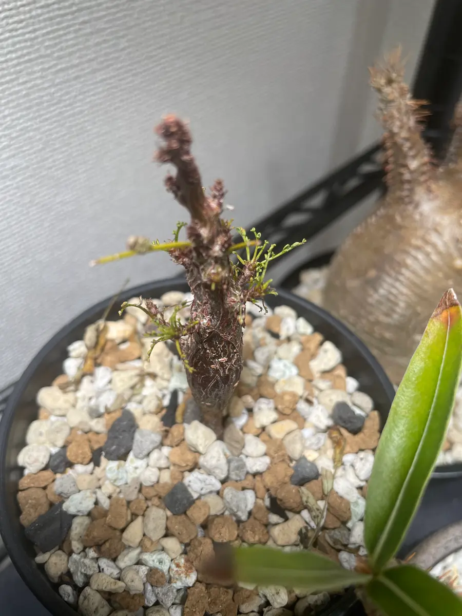 センナメリディオナリスの実生苗を2株、春先から育てています