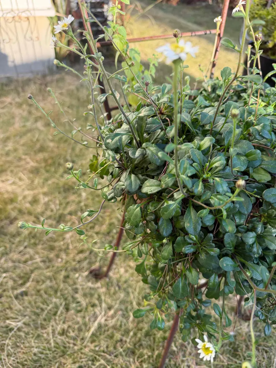 名前を教えてくださいランナーで増える様です色々調べていま｜園芸