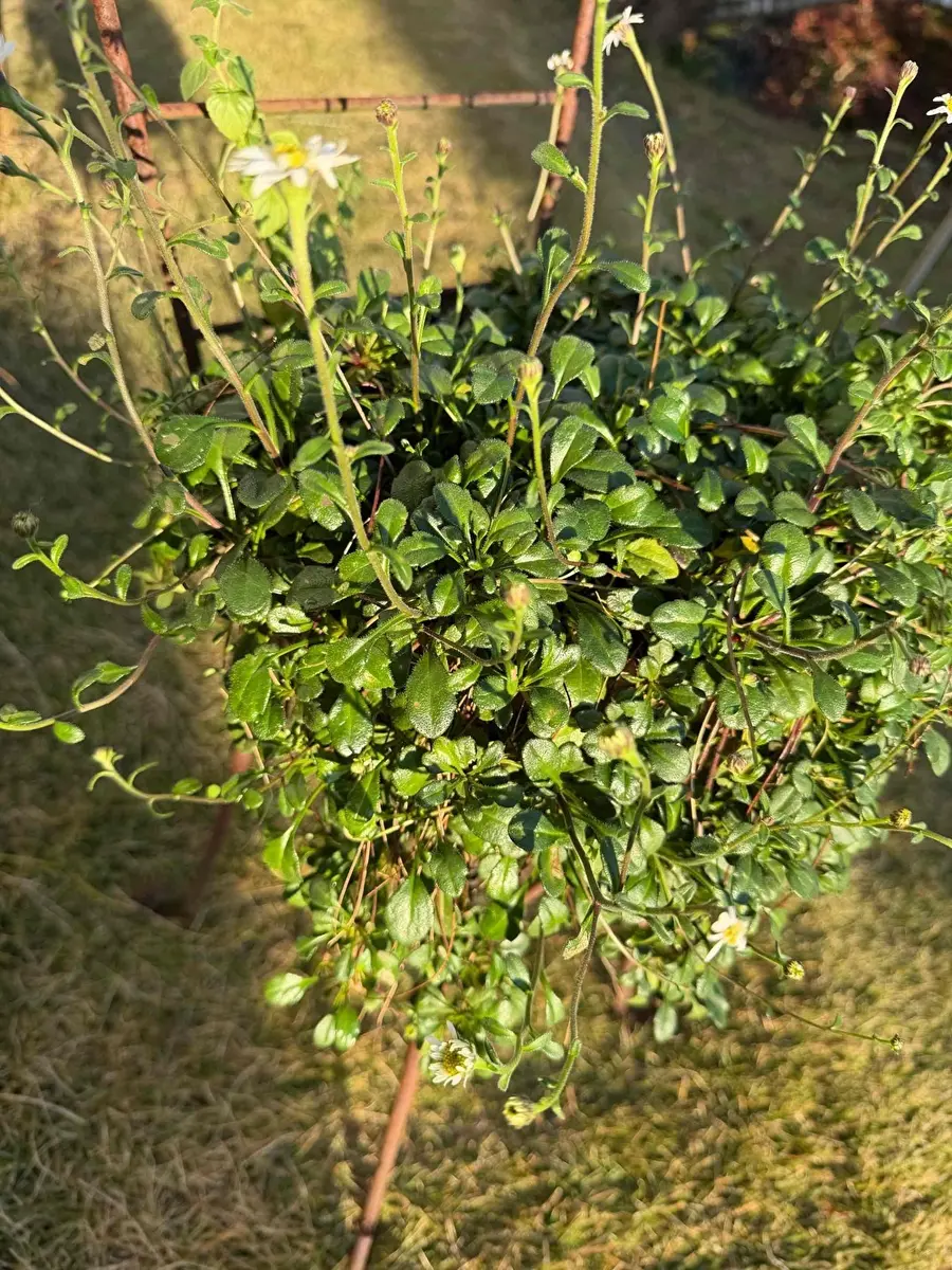 名前を教えてくださいランナーで増える様です色々調べていま｜園芸