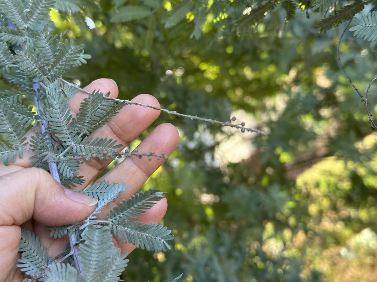 庭に植えて4年目の銀葉アカシアプルプレアですものすごく大き