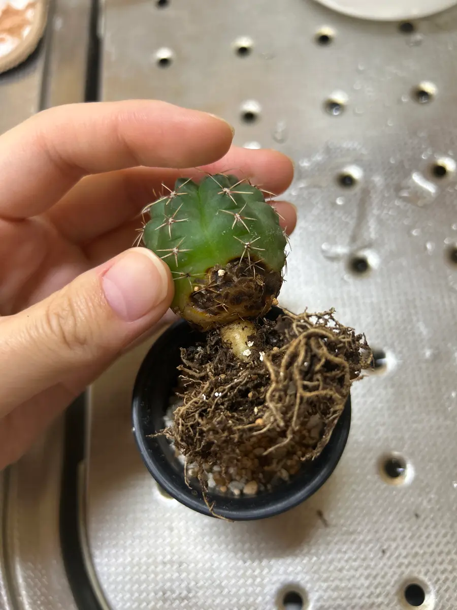 サボテンがふよふよしてるなと思い掘り起こしたら根元が黒くな