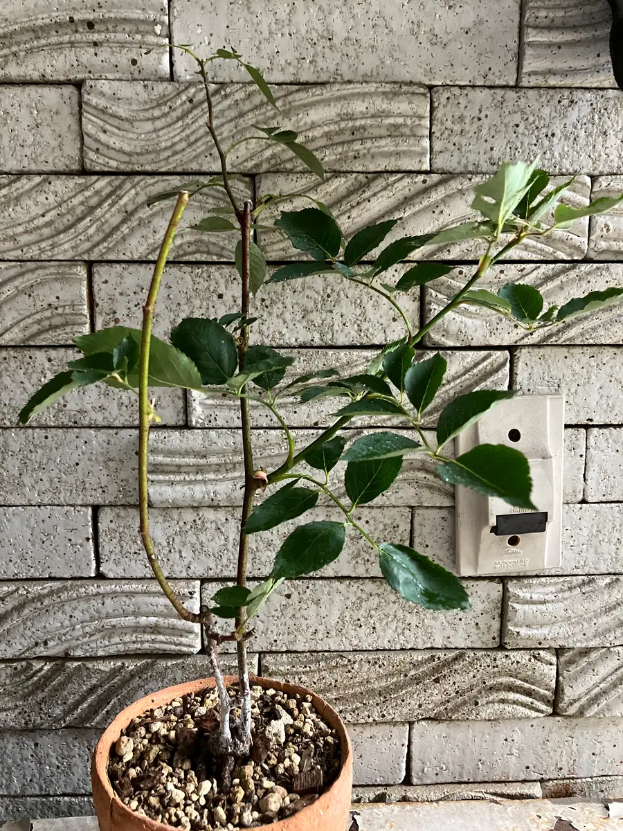 挿し木苗のバラの根元の変化について教えて頂きたいです。挿し