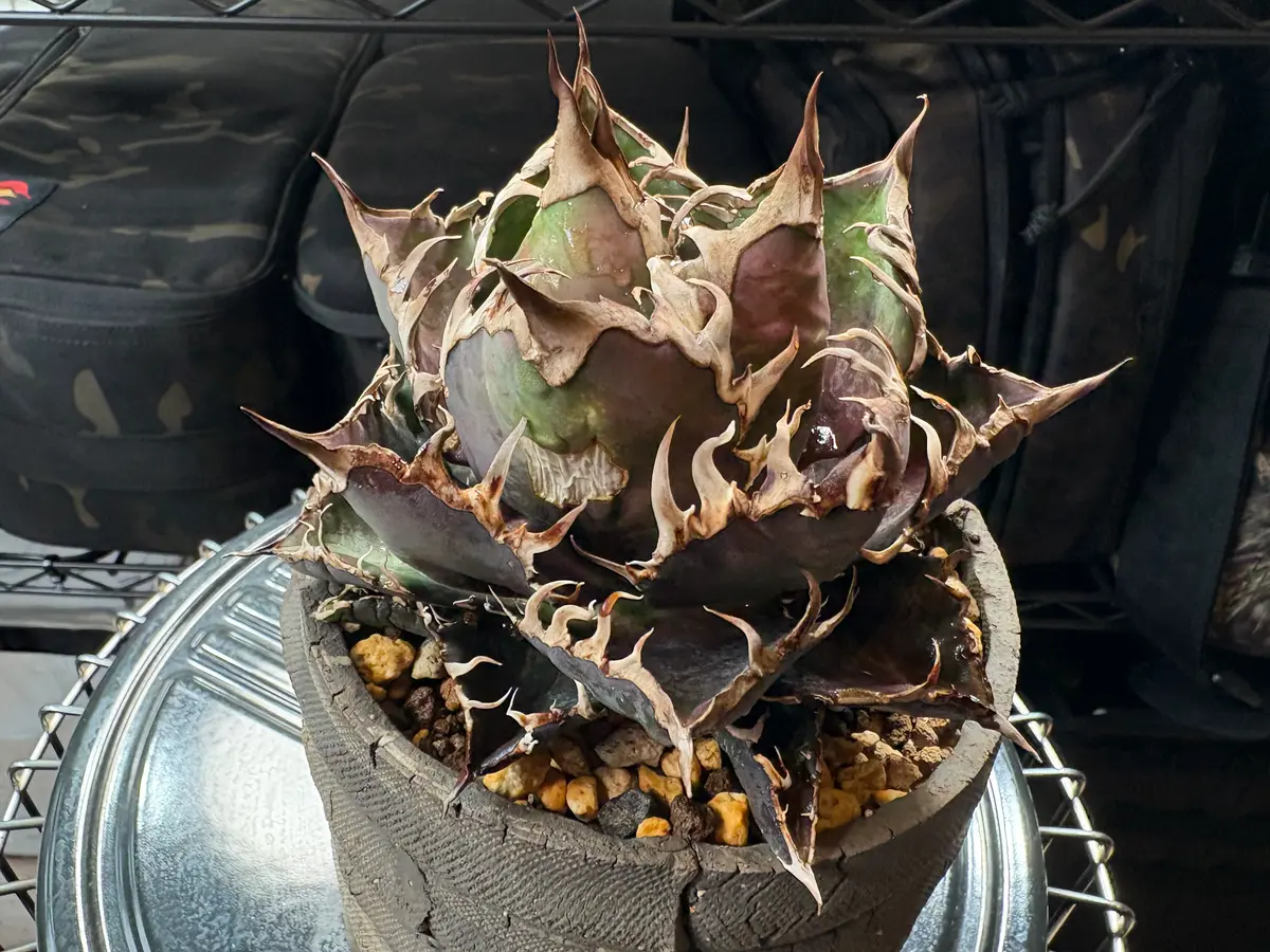 アガベシーザーについて相談です。今年の10月後半頃から葉の赤