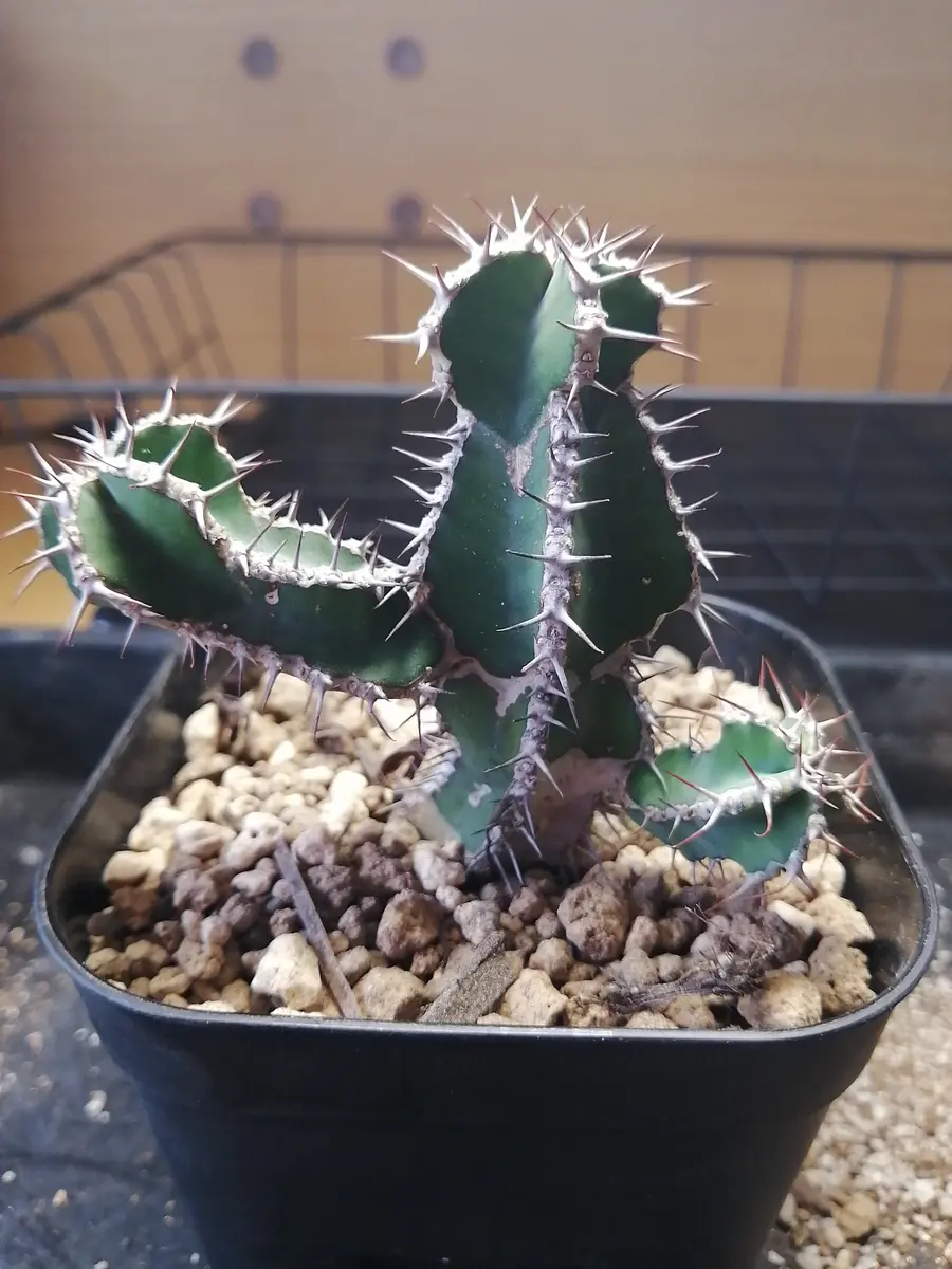 新作 品種不明のユーフォルビアを購入しました。自分で調べてみまし その他多肉植物